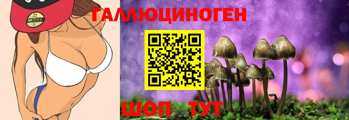 Псилоцибиновые грибы Psilocybe Югорск